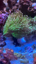 Load image into Gallery viewer, Coral Frag Plug Sand Stands - Set of 5