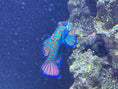 Load image into Gallery viewer, Magnetic Mandarin Dragonet Fish Feeder Kit