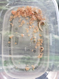 Load image into Gallery viewer, Bristle Worm Trap