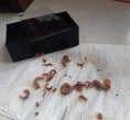 Load image into Gallery viewer, Bristle Worm Trap