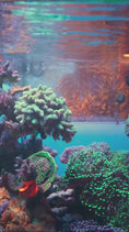 Load and play video in Gallery viewer, FragLoc™ - Magnetic Coral Frag Rack Kit