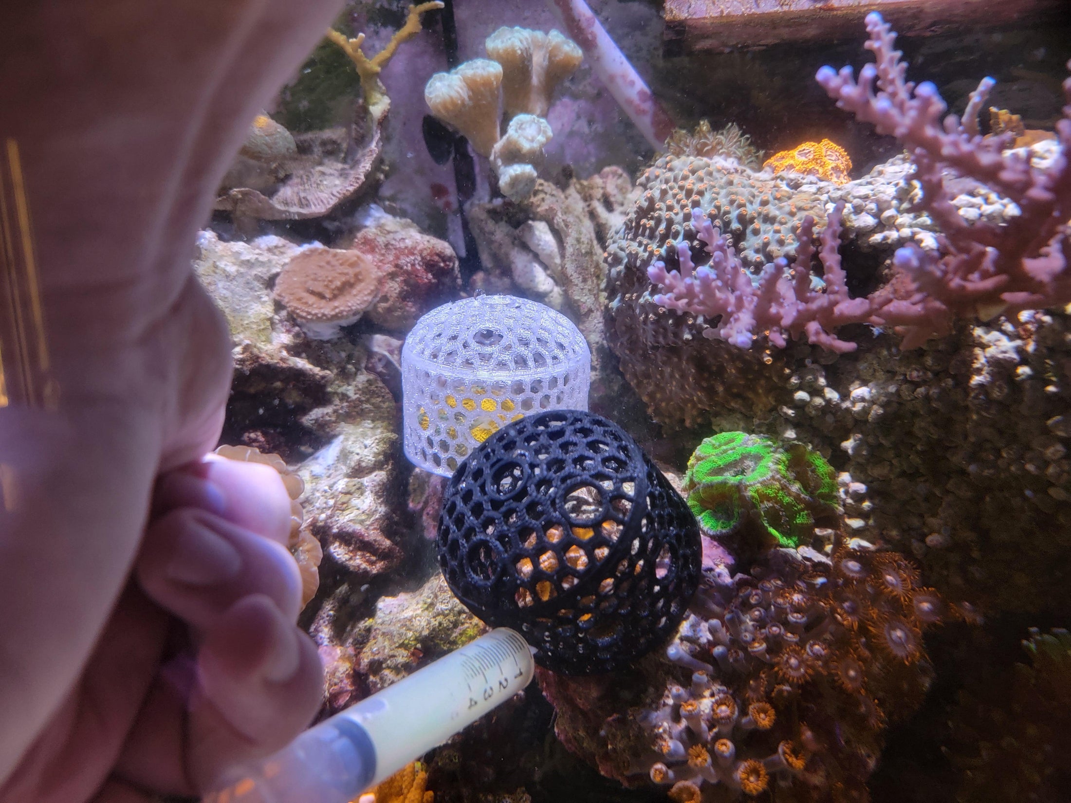 Coral Feeder Cage - Printed Reef