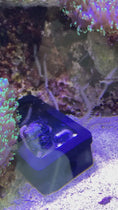 Load and play video in Gallery viewer, Bristle Worm Trap