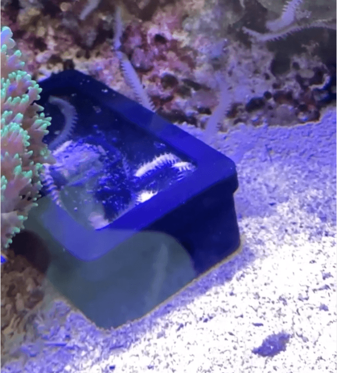 Bristle Worm – Everything Aquarium Owners Need To Know - Printed Reef