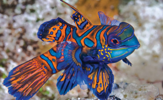 A Comprehensive Guide to Feeding Mandarin Fish in Reef Aquariums