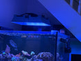 Load image into Gallery viewer, Neptune Systems SKY LED Light Shade
