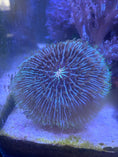 Load image into Gallery viewer, Scoly Stands for Scolymia Corals
