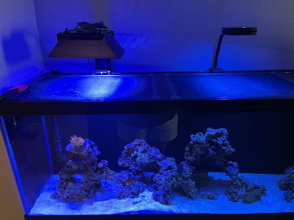 ライト・照明器具 EcoTech Marine Radion G5 XR15 Blue Radion XR15 G5 Blue LED Light Fixture - Bulk Reef Supply
