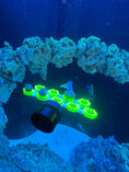 Load image into Gallery viewer, FragLoc™ - Magnetic Coral Frag Rack Kit
