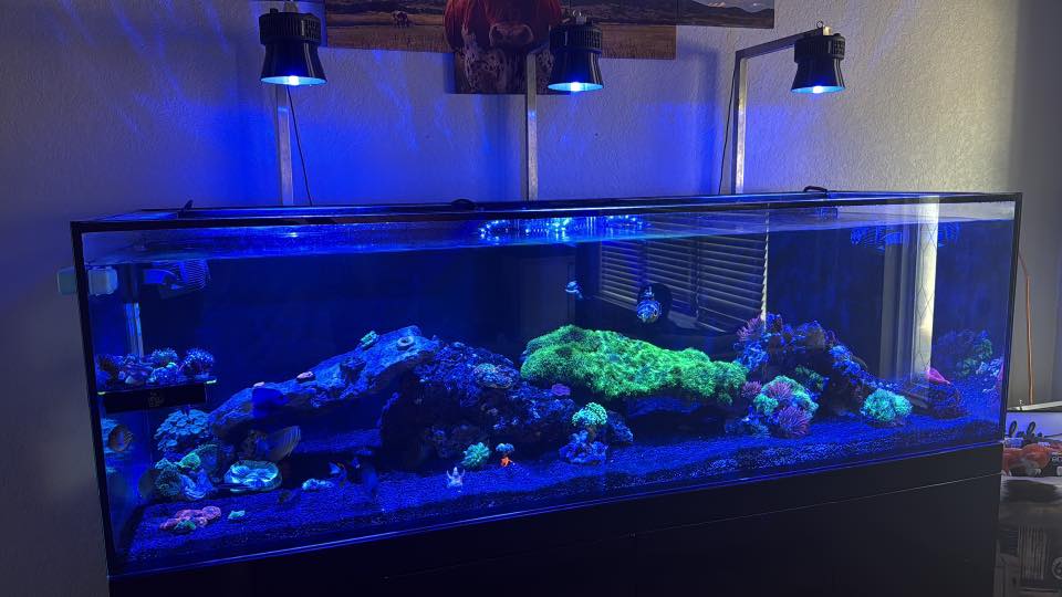 Kessil A360X/XE Light Shade – Printed Reef