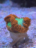 Load image into Gallery viewer, Scoly Stands for Scolymia Corals
