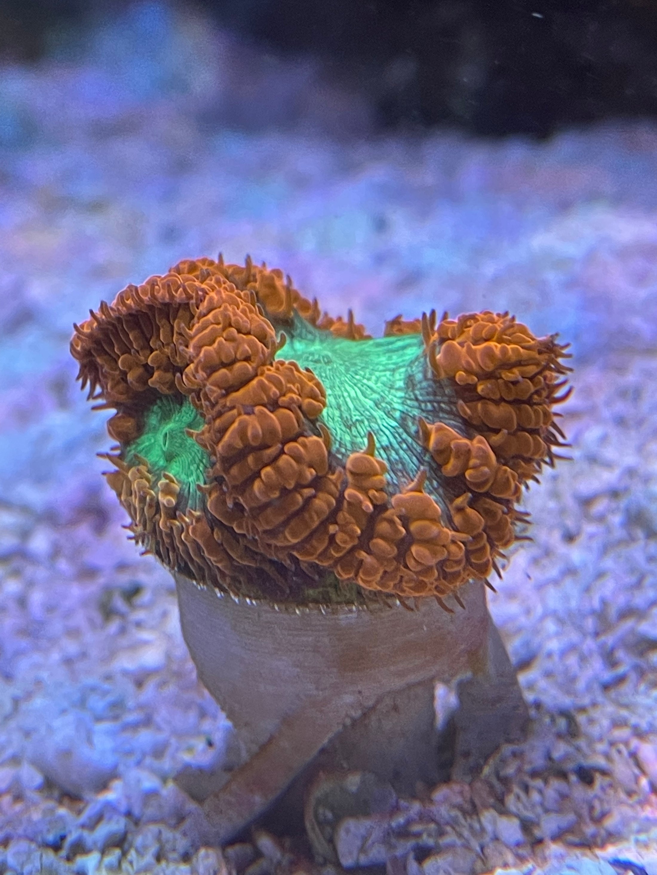 Scoly Stands for Scolymia Corals