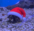 Load image into Gallery viewer, Printed Reef Christmas Sea Urchin Hats | Set of 3
