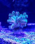 Load image into Gallery viewer, Coral Frag Plug Sand Stands - Set of 5
