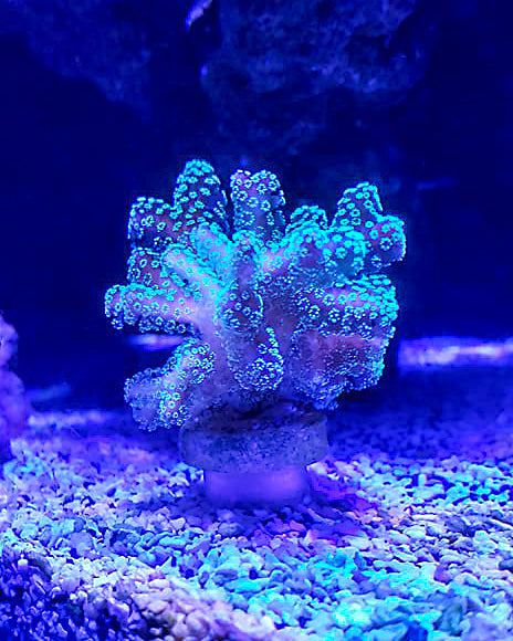 Coral Frag Plug Sand Stands - Set of 5