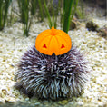 Load image into Gallery viewer, LIMITED EDITION Printed Reef Sea Urchin Hats – Halloween 3-Pack
