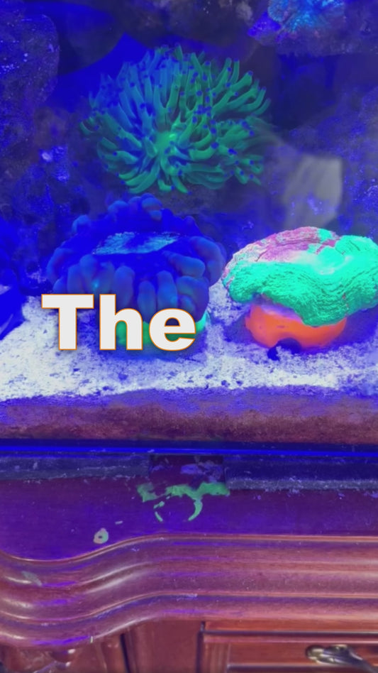 Scoly Stands for Scolymia Corals