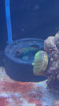 Load and play video in Gallery viewer, Magnetic Mandarin Dragonet Fish Feeder Kit
