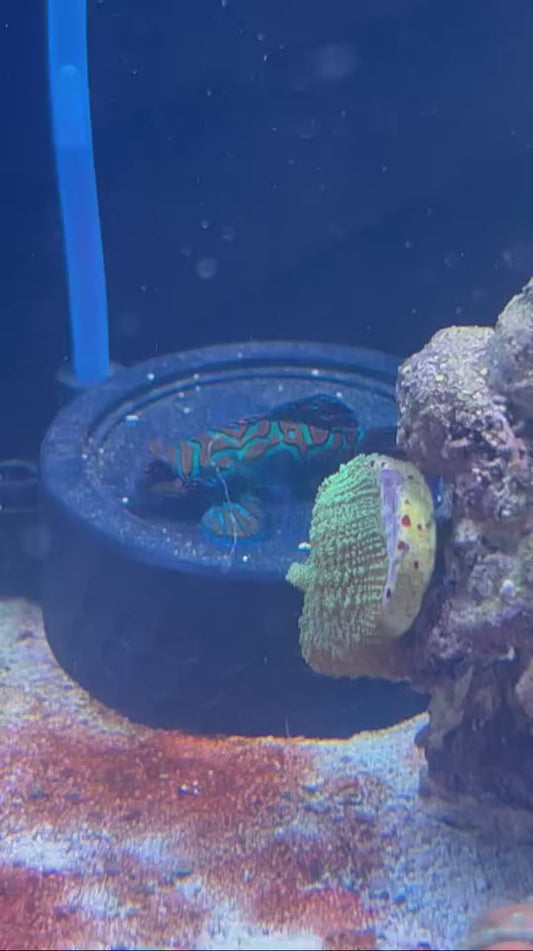 Magnetic Mandarin Dragonet Fish Feeder Kit