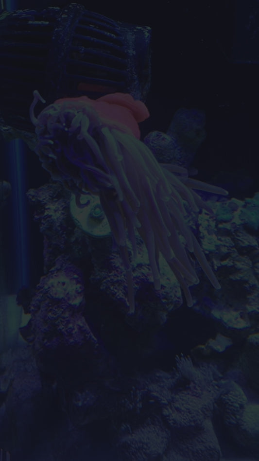 Acrylic Anemone/Fish Acclimation Box