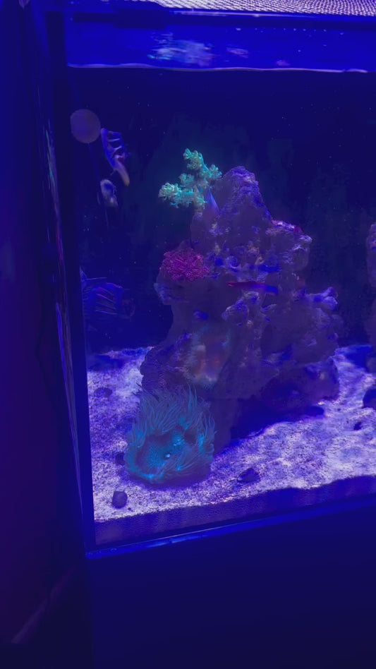 Scrub Mini - Magnetic Aquarium Glass Algae Scrubber