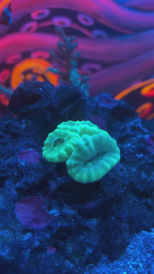 Printed Reef Sea Urchin Hats | Set of 3