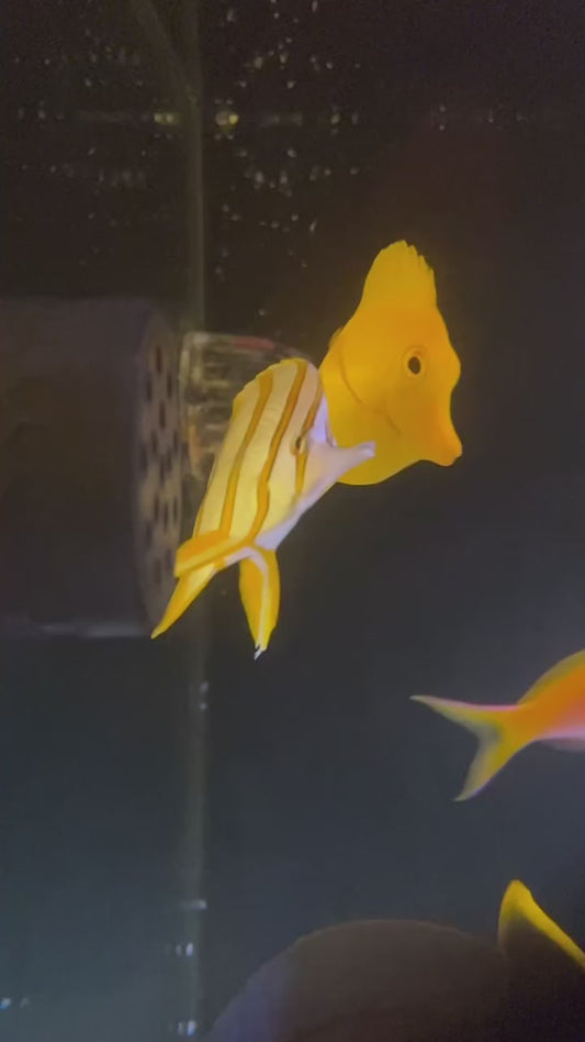 Copperband Butterfly Fish Feeder