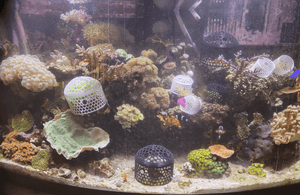 Coral Feeder Cage - Printed Reef