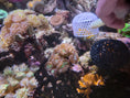 Load image into Gallery viewer, Coral Feeder Cage - Printed Reef

